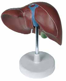 Liver, life size